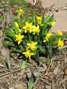 My Baby Daffodils!
